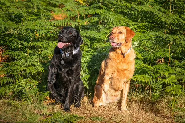 Labrador köpeği Swinley Ormanı 'nda sabahın erken saatlerinde güneşin altında oturuyor.