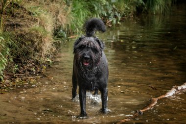 Berkshire Virginia 'da Siyah Schnauzer köpeği