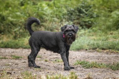 Berkshire Virginia 'da Siyah Schnauzer köpeği