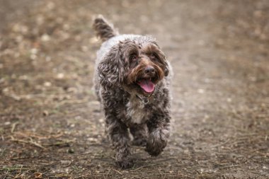 Windsor Ormanı 'nda kıdemli kahverengi kakaolu