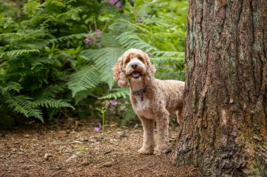 Berkshire 'daki Virginia Su Gölü' nde kahverengi Cockapoo köpeği