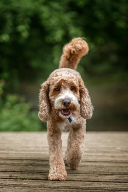 Berkshire 'daki Virginia Su Gölü' nde kahverengi Cockapoo köpeği