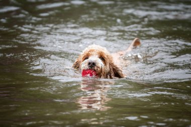 Berkshire 'daki Virginia Su Gölü' nde kahverengi Cockapoo köpeği