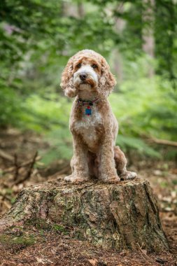 Berkshire 'daki Virginia Su Gölü' nde kahverengi Cockapoo köpeği