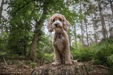 Berkshire 'daki Virginia Su Gölü' nde kahverengi Cockapoo köpeği