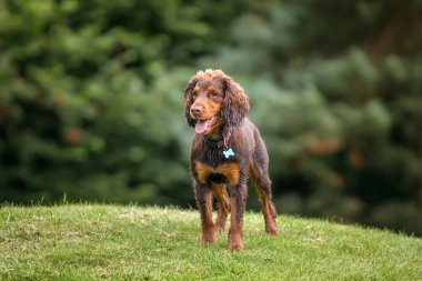 Cocker Spaniel köpeği golf sahasında eğleniyor.