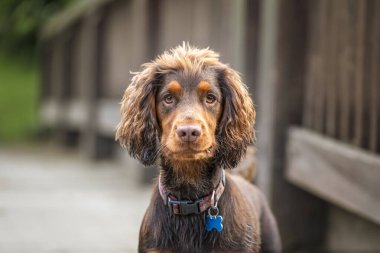 Cocker Spaniel köpeği golf sahasında eğleniyor.