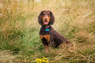 Cocker Spaniel köpeği golf sahasında eğleniyor.