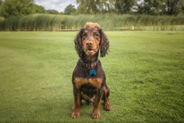 Cocker Spaniel köpeği golf sahasında eğleniyor.