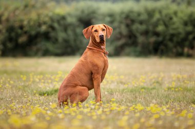 Vizsla köpeği yazın Ascot Heath 'de çim tarlasında