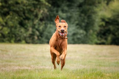 Vizsla köpeği yazın Ascot Heath 'de çim tarlasında