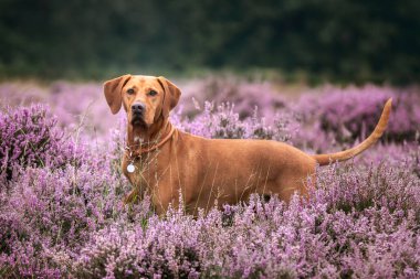 Vizsla köpeği çim tarlasında ve Heather yazın Ascot Heath 'de.