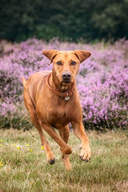 Vizsla köpeği çim tarlasında ve Heather yazın Ascot Heath 'de.