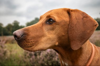 Vizsla köpeği çim tarlasında ve Heather yazın Ascot Heath 'de.