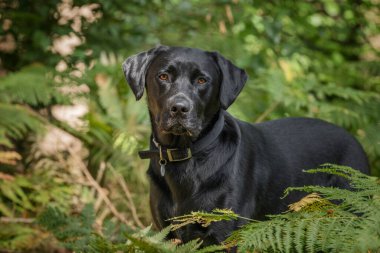 Windsor Büyük Parkı 'ndaki Virginia Su Gölü' nde Kara Labrador köpeği.