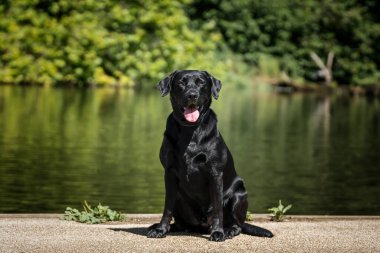 Windsor Büyük Parkı 'ndaki Virginia Su Gölü' nde Kara Labrador köpeği.