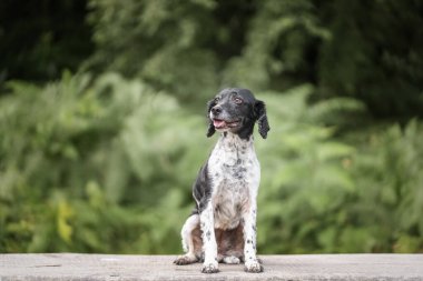 Yazın Bracknell 'de bir tarlada Springer Spaniel köpeği