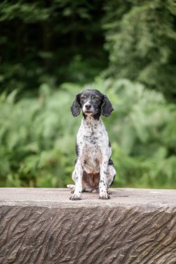 Yazın Bracknell 'de bir tarlada Springer Spaniel köpeği