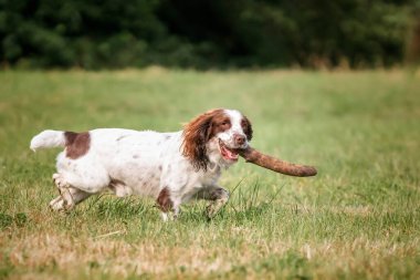 Yazın Bracknell 'de bir tarlada Springer Spaniel köpeği