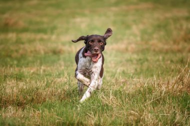 Yazın Bracknell 'de bir tarlada Springer Spaniel köpeği