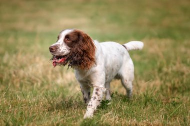 Yazın Bracknell 'de bir tarlada Springer Spaniel köpeği