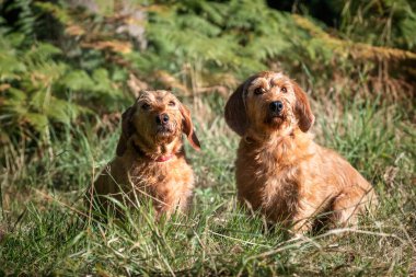 Windsor Great Park 'ta Fauve de Bretagne Red Wheaton köpeği.