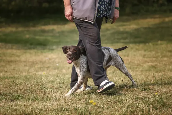 Yazın Bracknell 'de bir tarlada Springer Spaniel köpeği