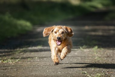 Windsor Great Park 'ta Fauve de Bretagne Red Wheaton köpeği.