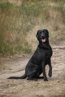 Kara Labrador köpeği yazın tarlalarda ve ormanda eğleniyor.