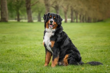 Bernese Dağ Köpeği, Windsor 'da Berkshire' da Uzun Yürüyüş