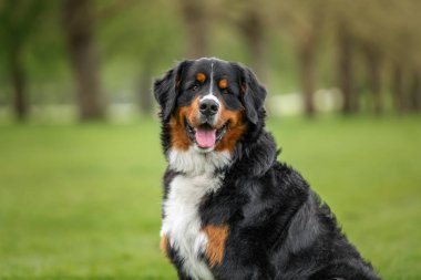 Bernese Dağ Köpeği, Windsor 'da Berkshire' da Uzun Yürüyüş