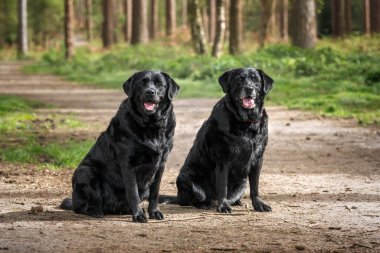 Virginia Suyu 'nda Kara Labrador Retriever köpeği