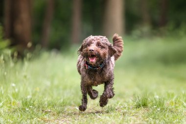 Berkshire 'daki Windsor ormanında kahverengi Cockapoo köpeği.