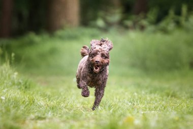 Berkshire 'daki Windsor ormanında kahverengi Cockapoo köpeği.