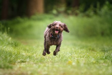 Berkshire 'daki Windsor ormanında kahverengi Cockapoo köpeği.