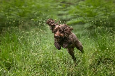 Berkshire 'daki Windsor ormanında kahverengi Cockapoo köpeği.