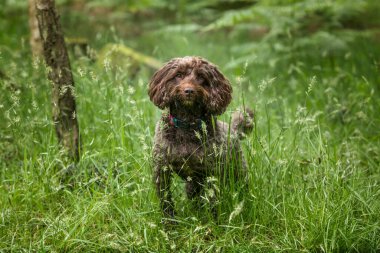 Berkshire 'daki Windsor ormanında kahverengi Cockapoo köpeği.