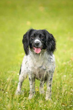 Windsor 'da Blue Roan Cocker Spaniel köpeği