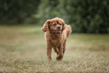 Kral Charles Cavalier Ascot Yarış Köpeği