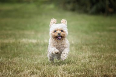 Berkshire Ascot Yarış Pisti 'nde Cavachon köpeği