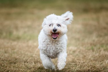 Berkshire Ascot Yarış Pisti 'nde Bichon Frise Dog