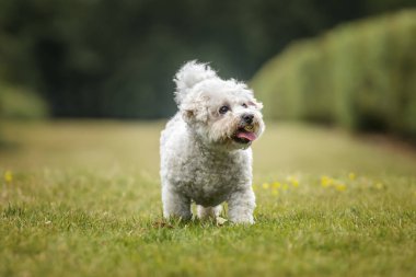 Berkshire Ascot Yarış Pisti 'nde Bichon Frise Dog