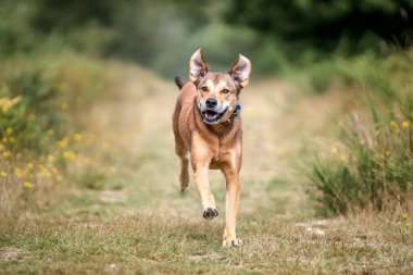 Romanya Sokak Kurtarma Köpeği yazın İngiltere 'de eğleniyor