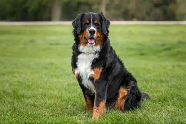 Bernese Dağ Köpeği, Windsor 'da Berkshire' da Uzun Yürüyüş