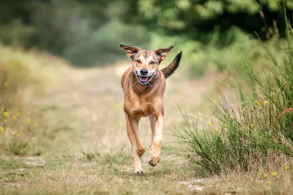 Romanya Sokak Kurtarma Köpeği yazın İngiltere 'de eğleniyor