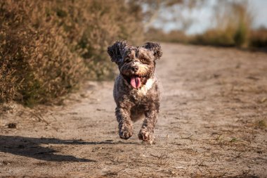 Cockapoo köpeği yazın Su 'da ormanda ve tarlada poz veriyor.