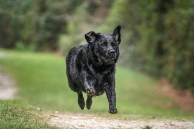 Virginia Suyu 'nda Kara Labrador Retriever köpeği