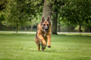 Windsor Uzun Yürüyüşünde Alman Çoban Köpeği GSD