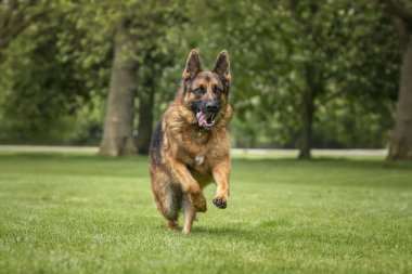 Windsor Uzun Yürüyüşünde Alman Çoban Köpeği GSD