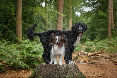 Papillon dog and a Portuguese Water Dog at Virginia Water Lake clipart